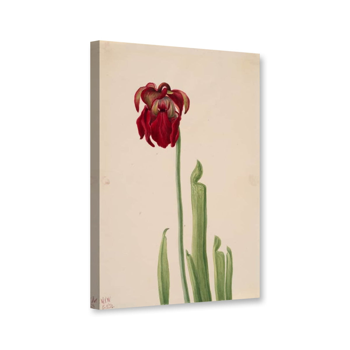 Rote Schlauchpflanze (Sarracenia jonesii) von Mary Vaux Walcott als Leinwand – Perspektivansicht