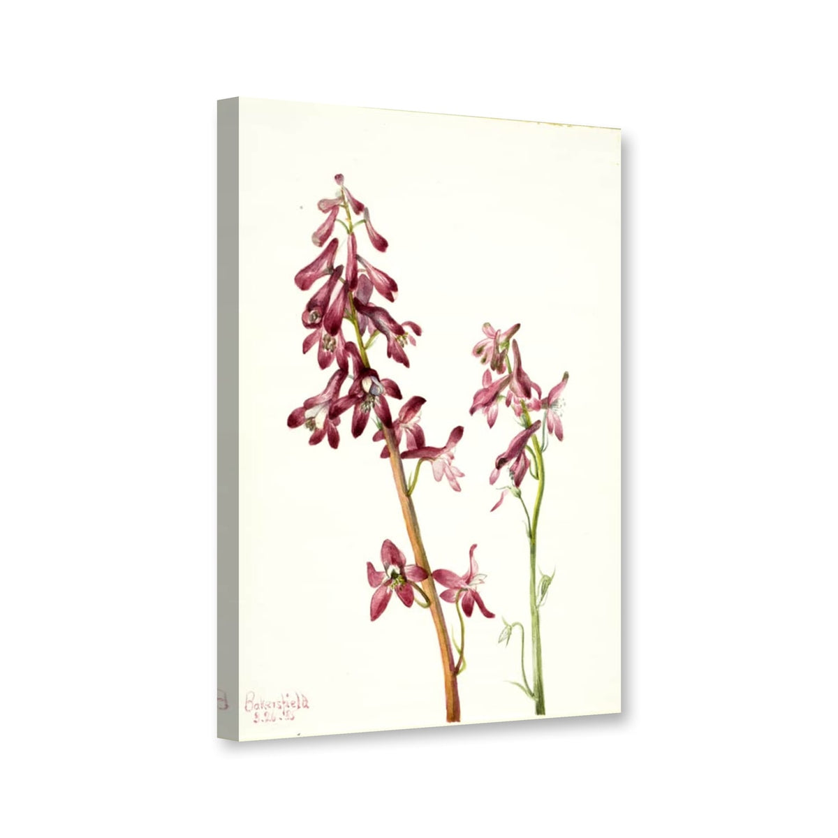 Roter Rittersporn (Delphinium nudicale) von Mary Vaux Walcott als Leinwand – Perspektivansicht