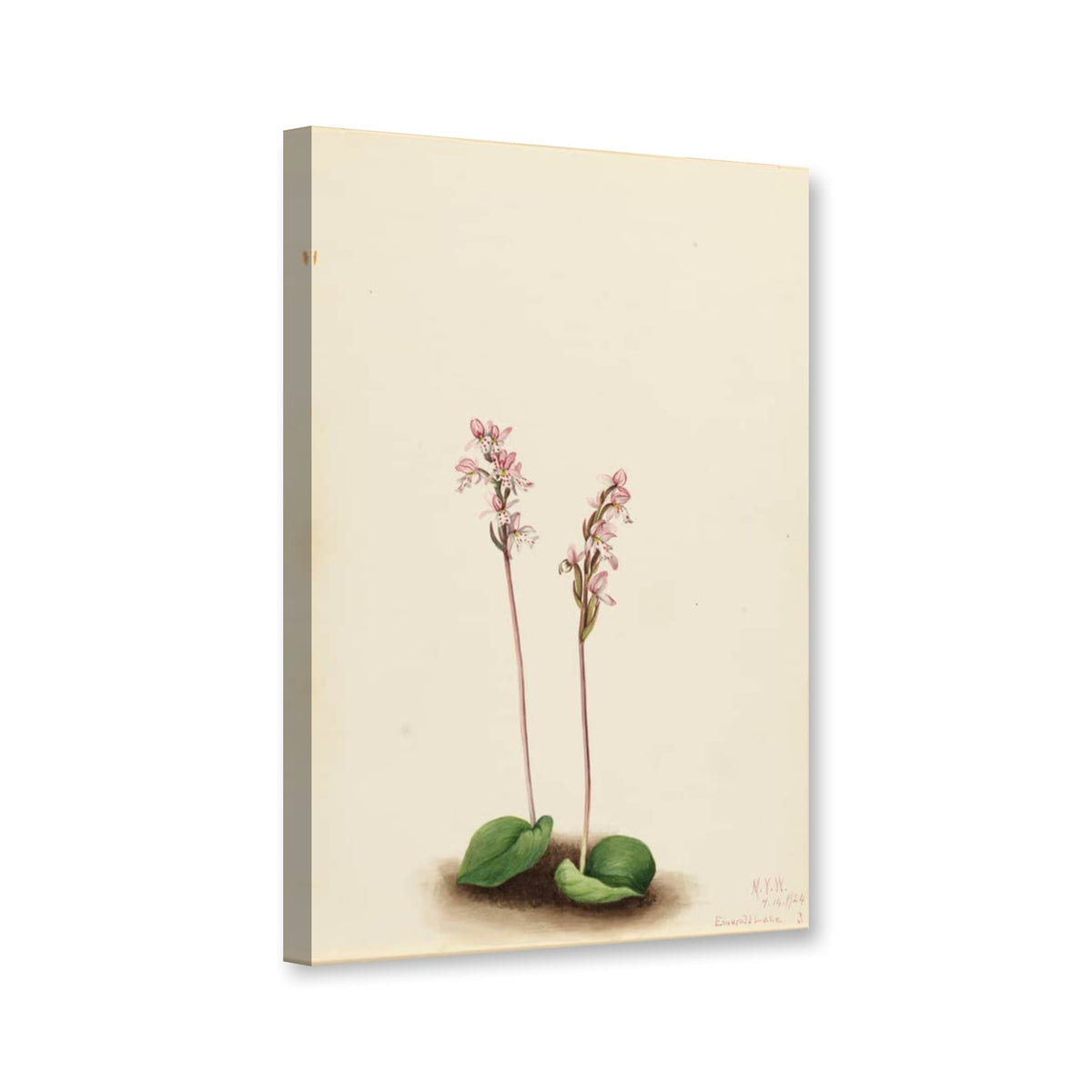 Rundblättriges Knabenkraut, 1924 (Orchis rotundifolia) von Mary Vaux Walcott als Leinwand – Perspektivansicht