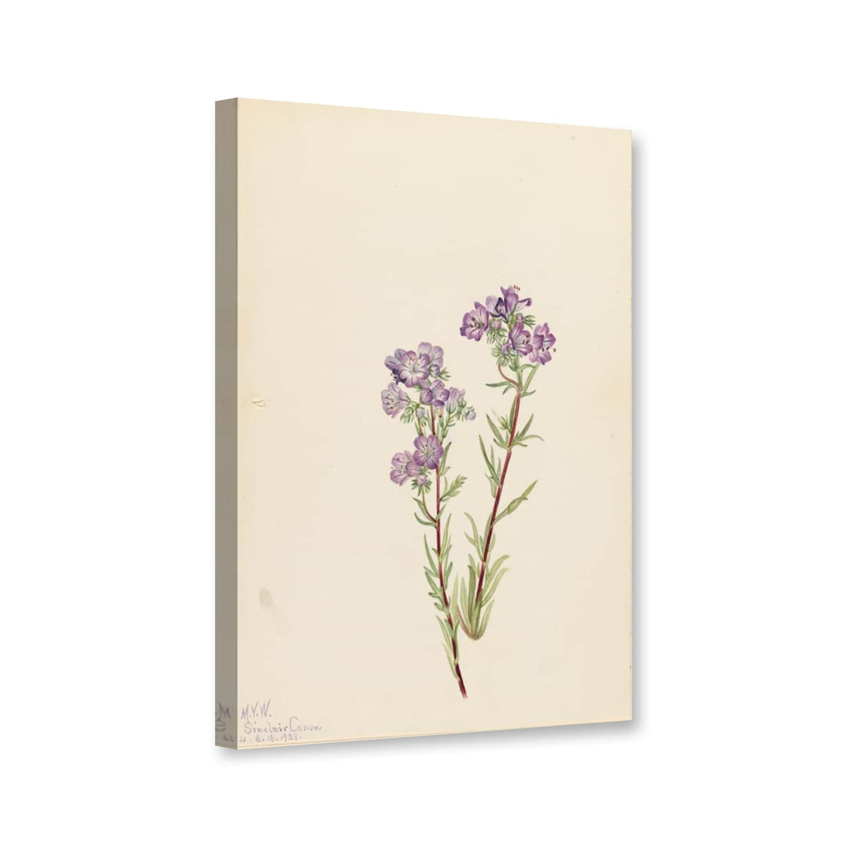 Sand-Büschelschön (Phacelia linearis) von Mary Vaux Walcott als Leinwand – Perspektivansicht