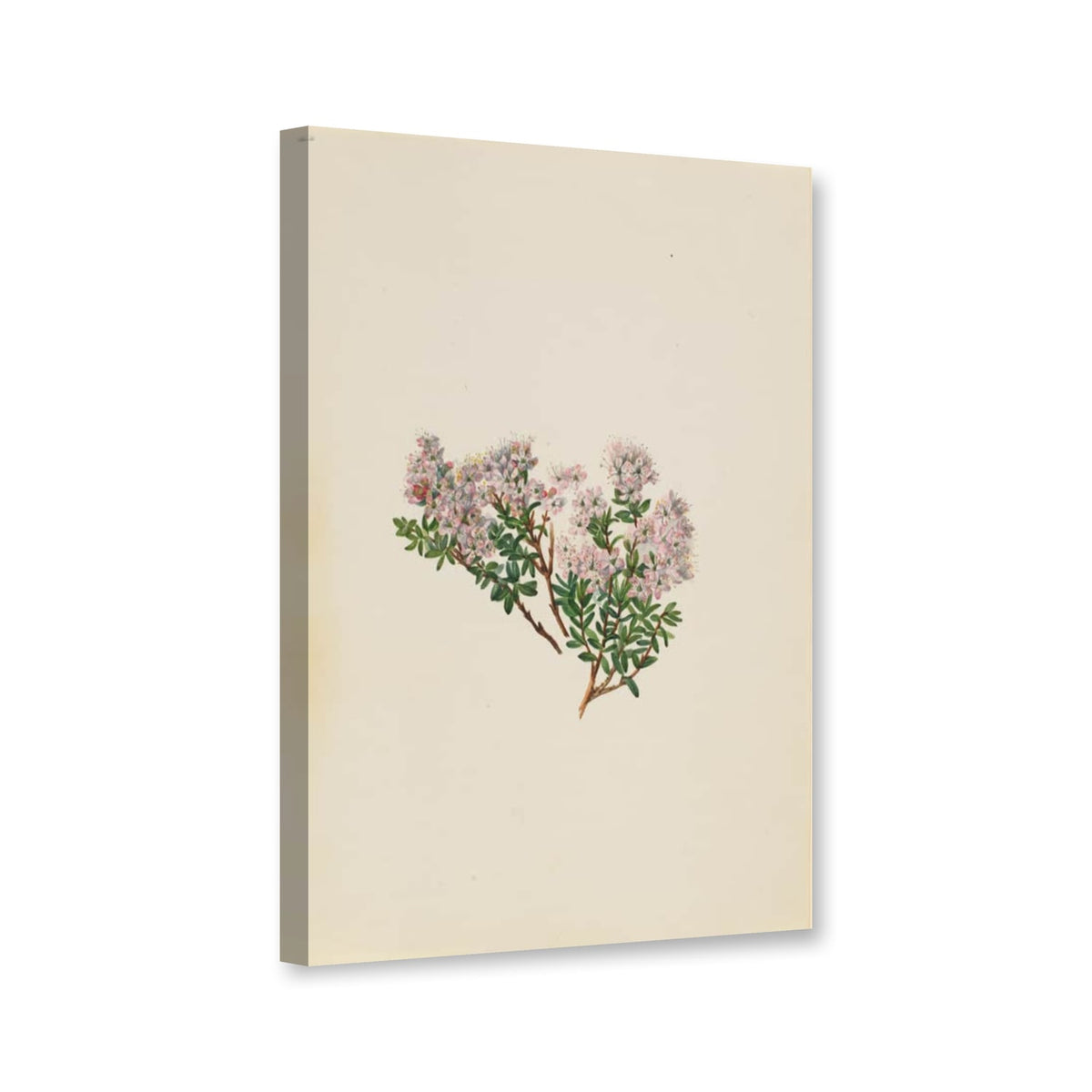 Sandmyrte (Leiophyllum lyoni) von Mary Vaux Walcott als Leinwand – Perspektivansicht