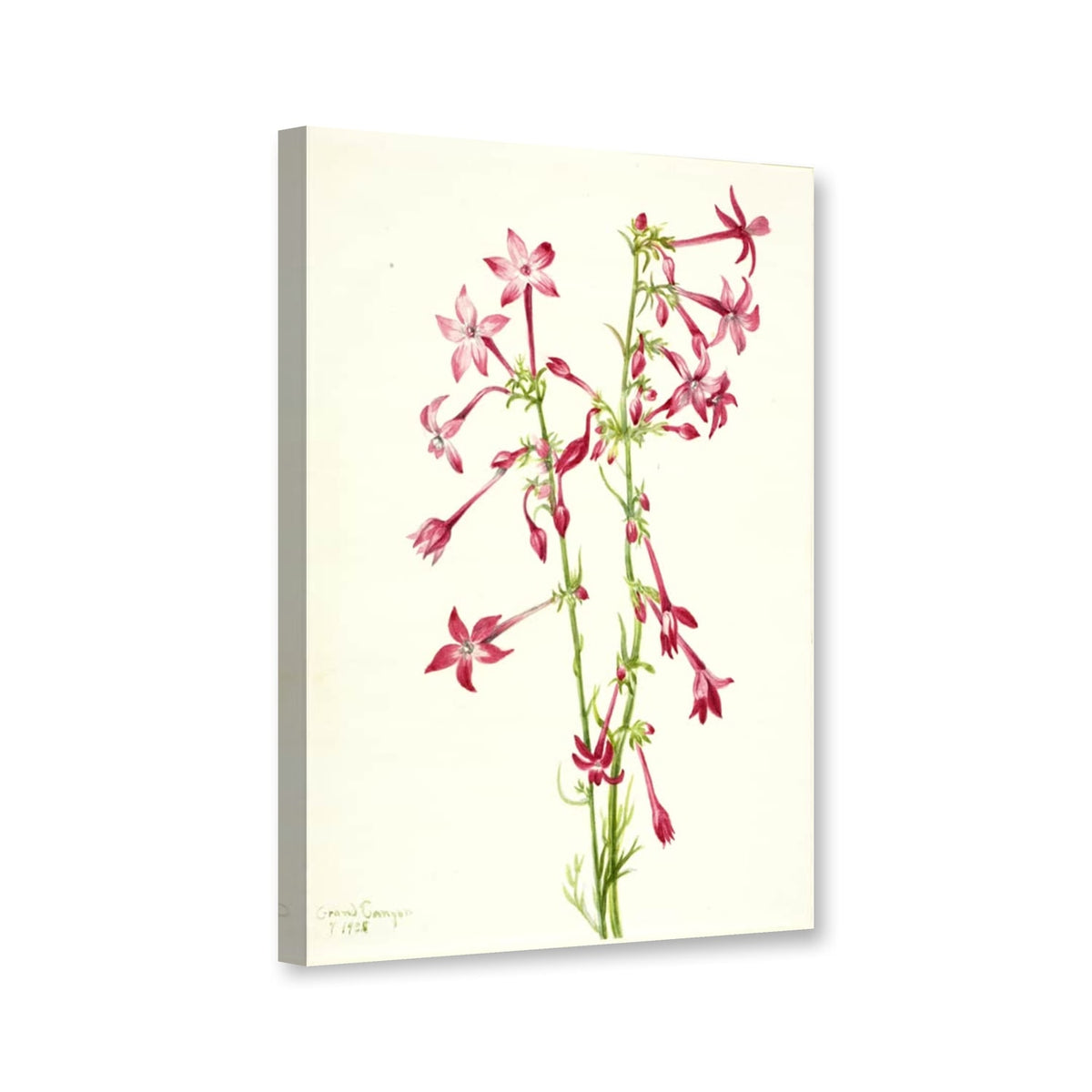Scharlach-Gilie (Gilia aggregata) von Mary Vaux Walcott als Leinwand – Perspektivansicht