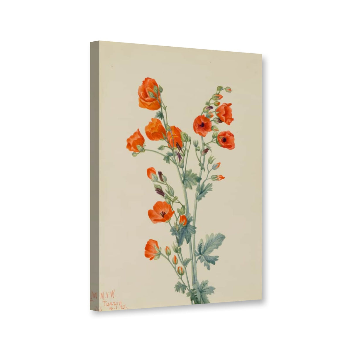 Scharlachrote Kugelmalve (Sphaeralcea grossulariaefolia) von Mary Vaux Walcott als Leinwand – Perspektivansicht