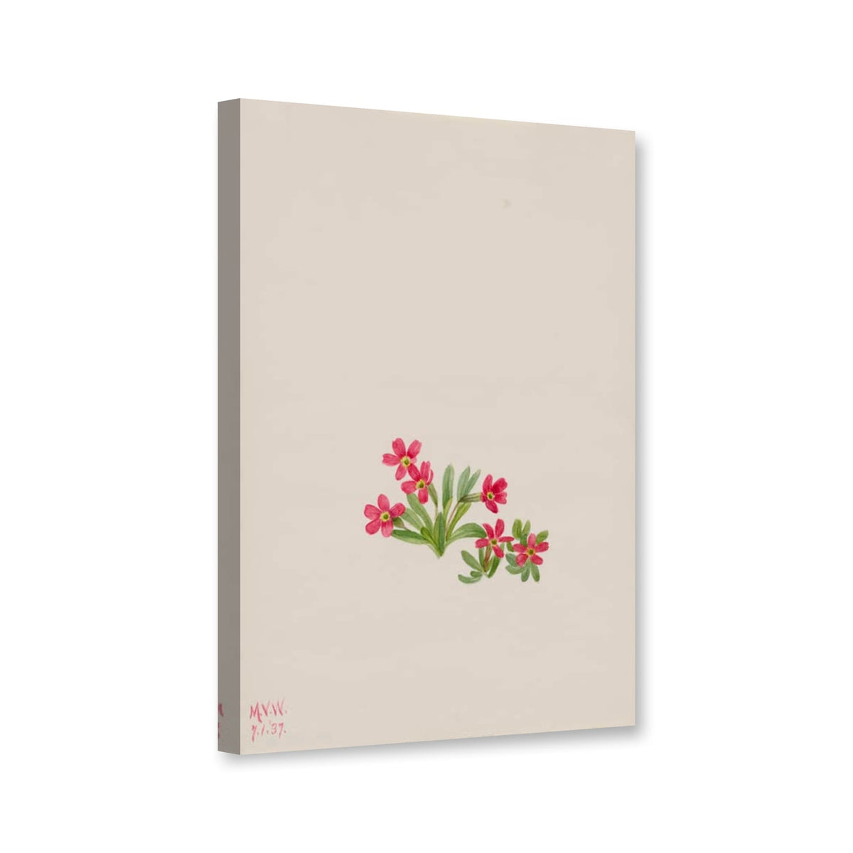 Schmalblättrige Primel (Primula angustifolia) von Mary Vaux Walcott als Leinwand – Perspektivansicht