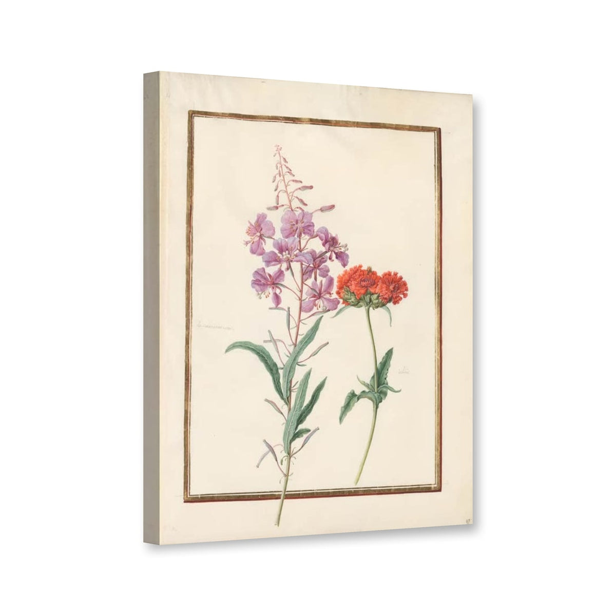 Schmalblättriges Weidenröschen und Lichtnelke (Epilobium angustifolium) von Madeleine Françoise Basseporte als Leinwand – Perspektivansicht