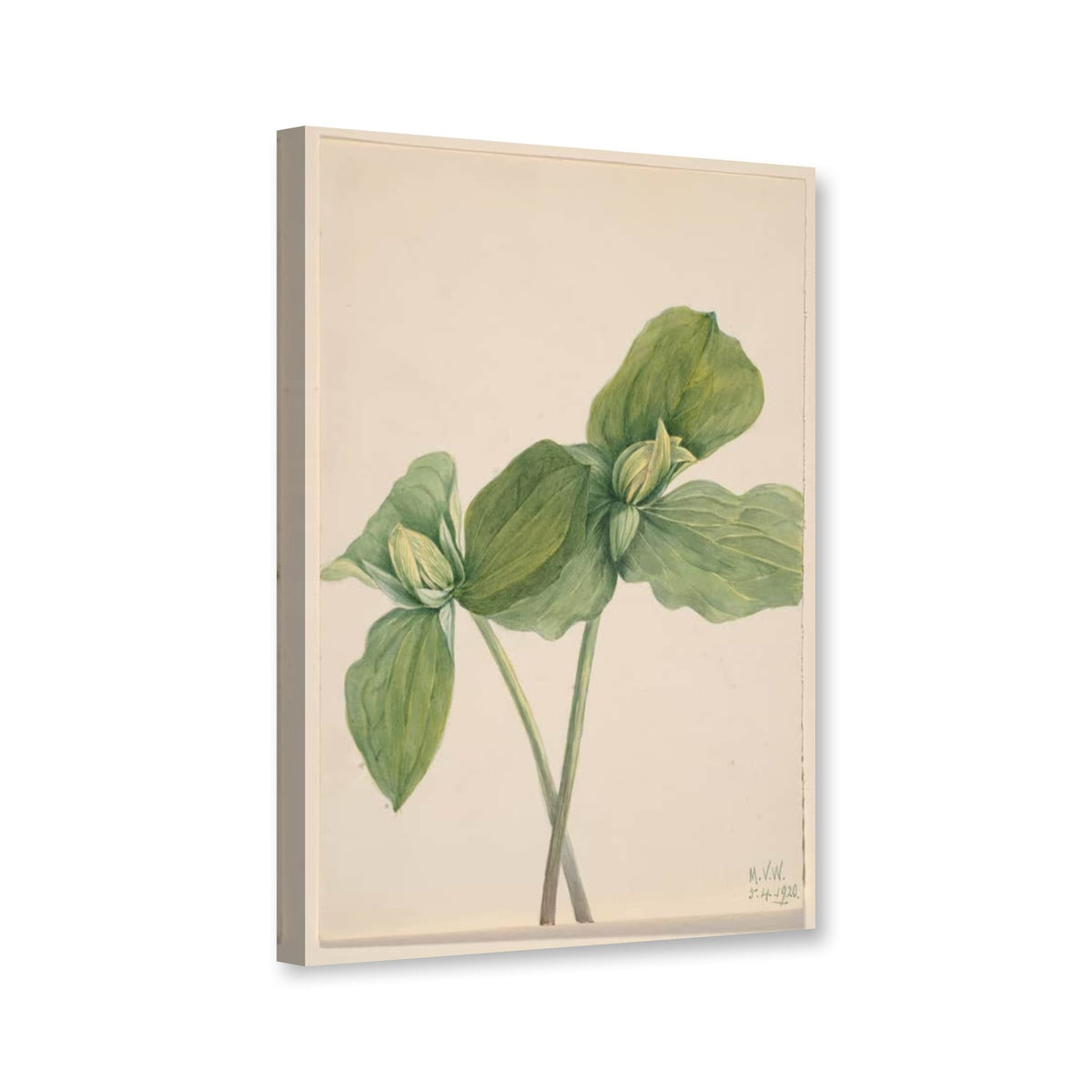 Sitzendes Dreiblatt (Trillium sessile) von Mary Vaux Walcott als Leinwand – Perspektivansicht