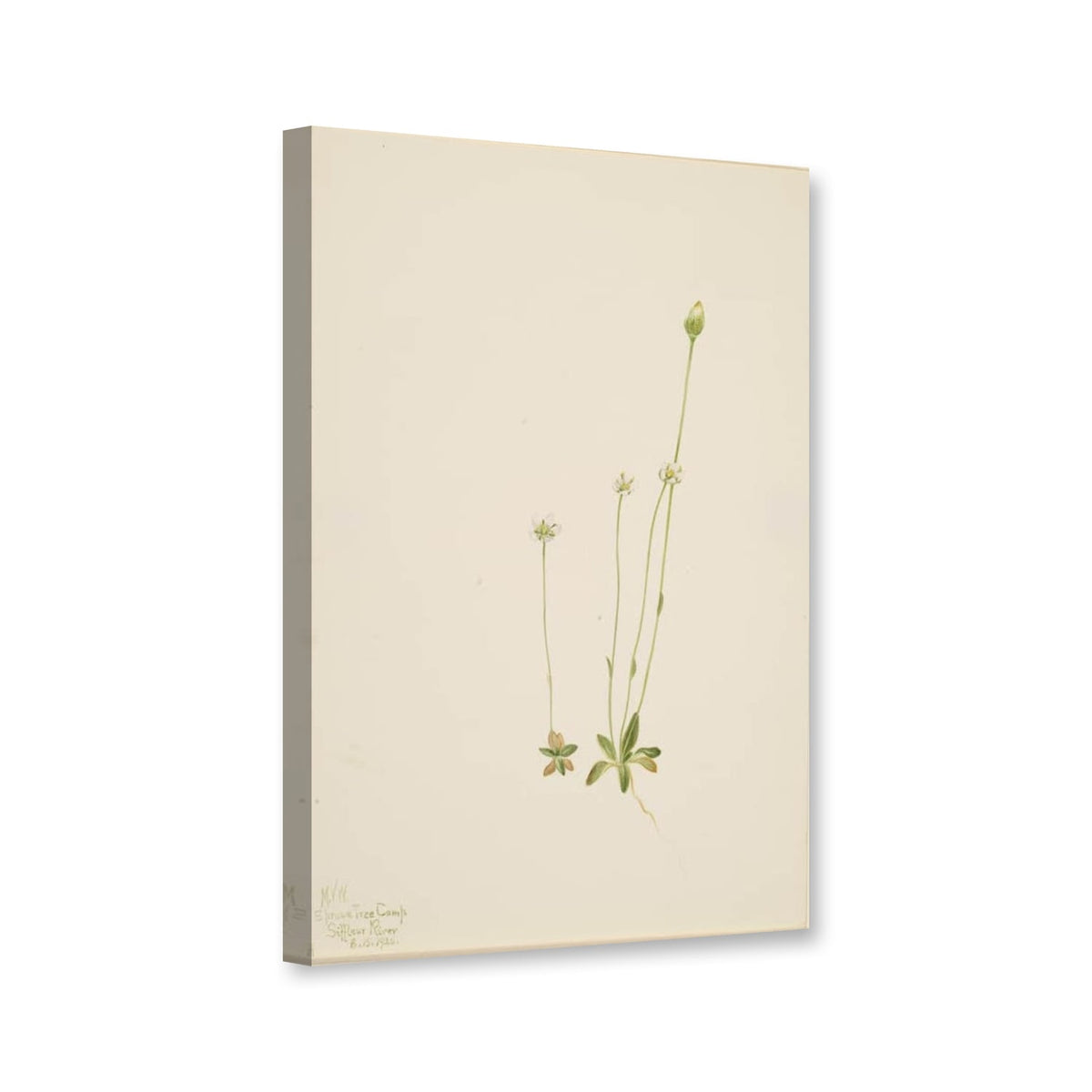 Spitzkiel (Oxytropis aepicola) von Mary Vaux Walcott als Leinwand – Perspektivansicht