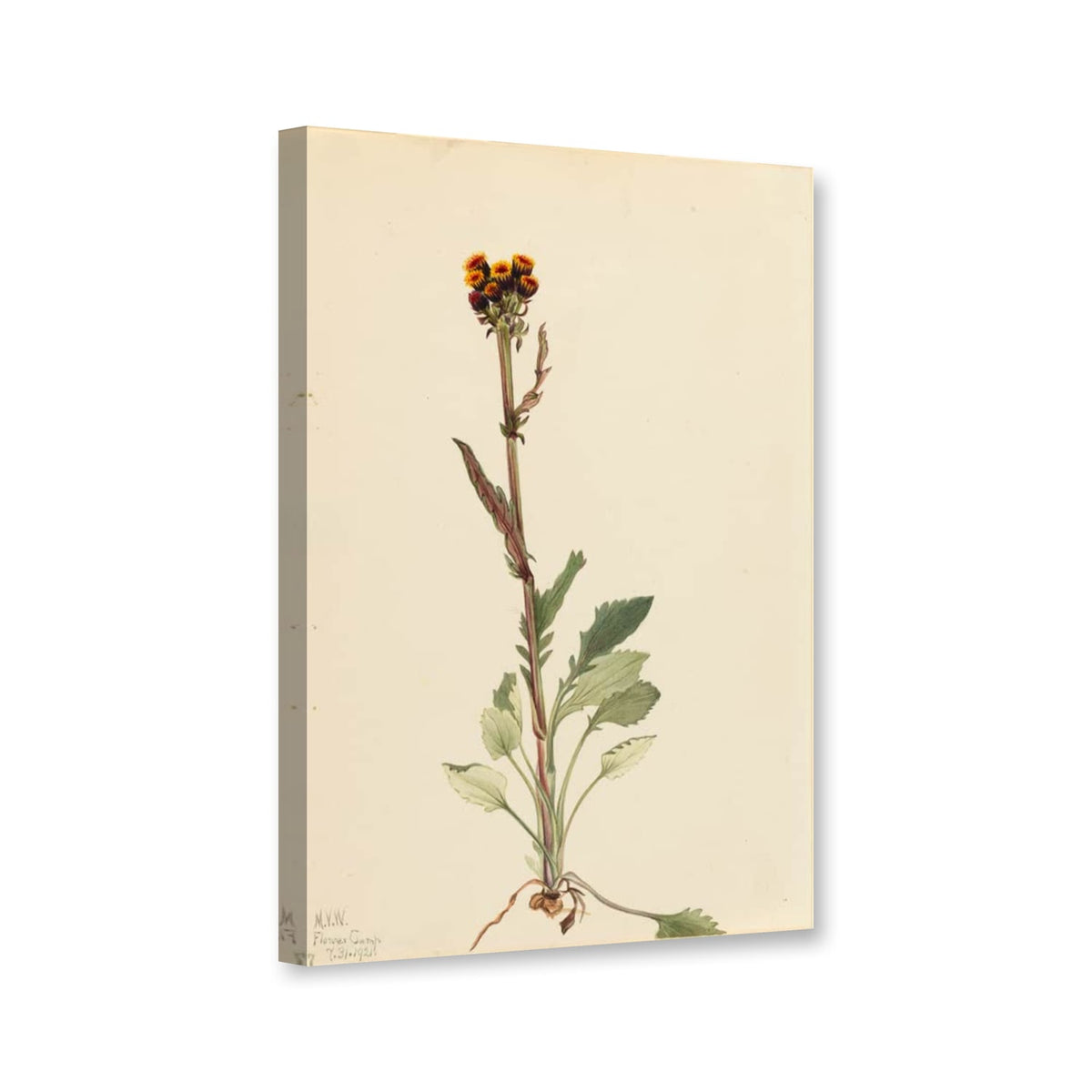 Strahlenloses Greiskraut (Senecio pauciflorus) von Mary Vaux Walcott als Leinwand – Perspektivansicht