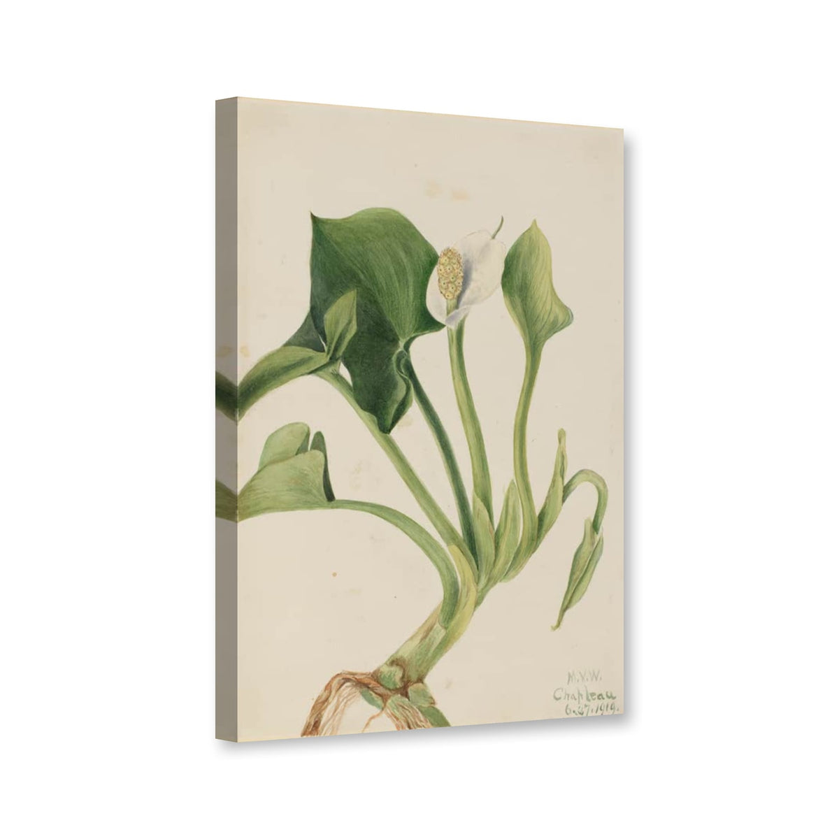 Sumpf-Calla (Calla palustris) von Mary Vaux Walcott als Leinwand – Perspektivansicht