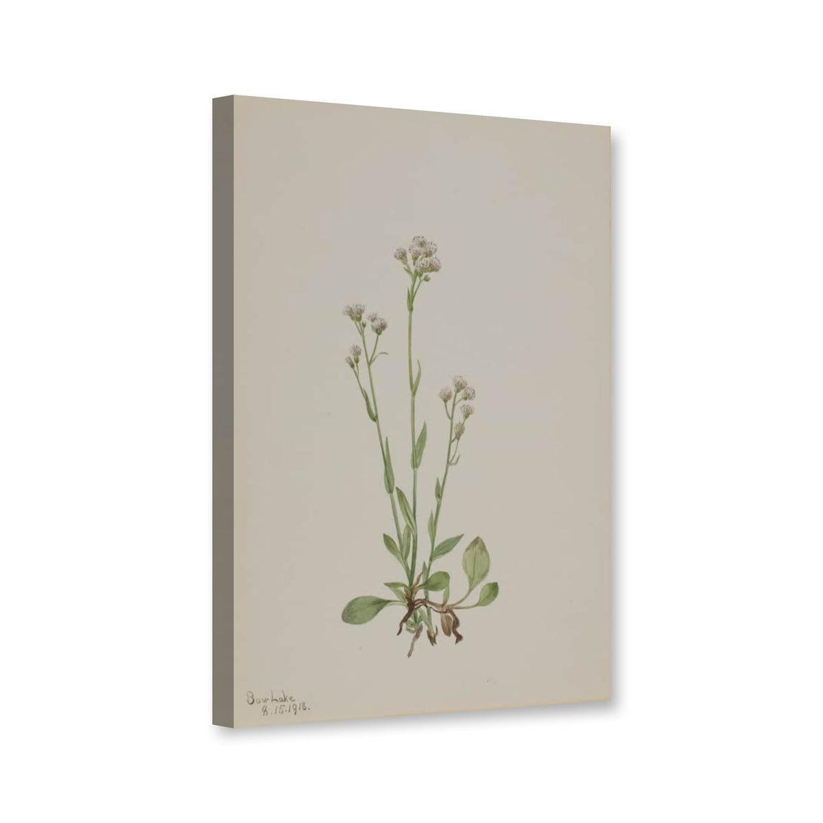 Traubiges Katzenpfötchen (Antennaria racemosa) von Mary Vaux Walcott als Leinwand – Perspektivansicht