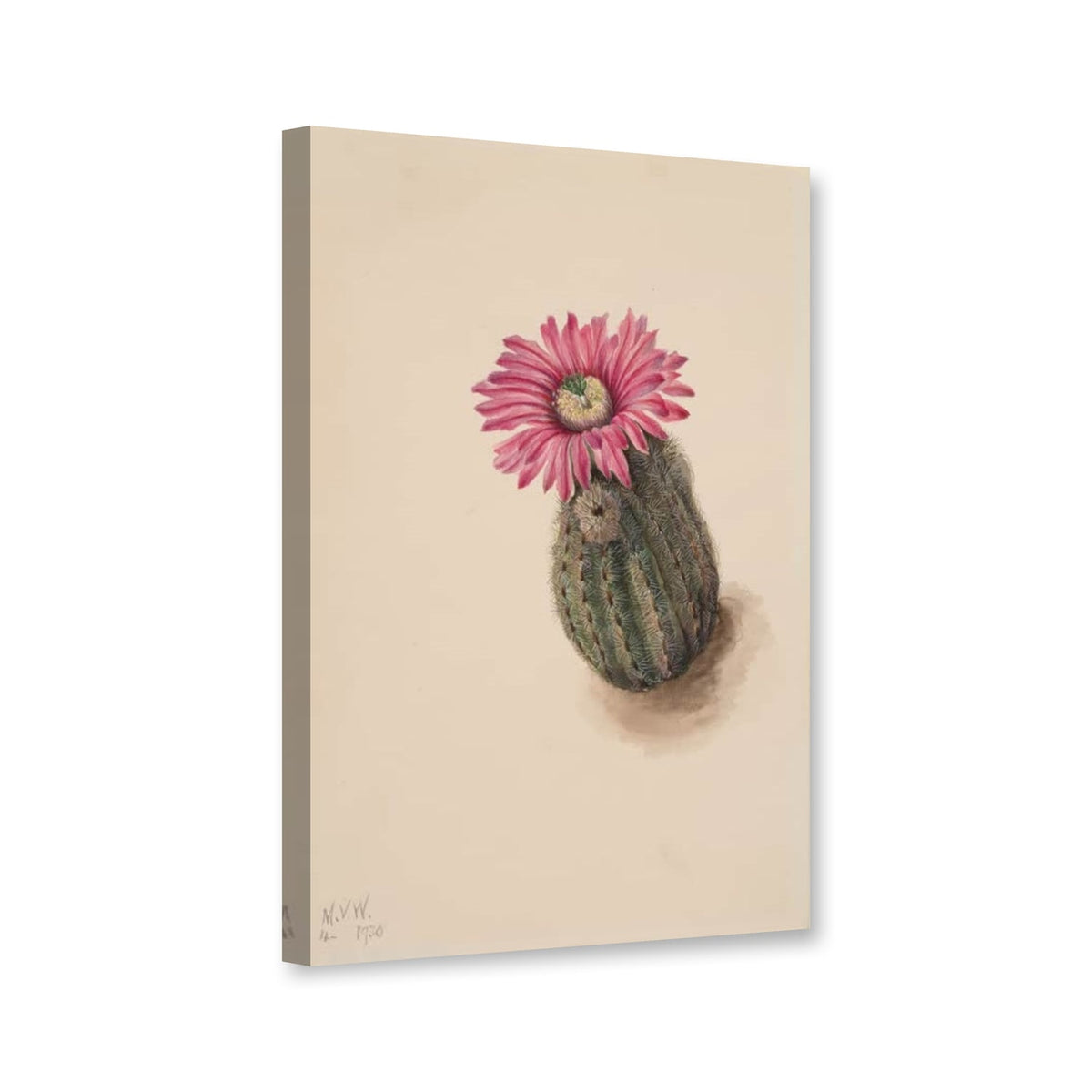 Truthahnkopf-Kaktus (Echinocerus perbellus) von Mary Vaux Walcott als Leinwand – Perspektivansicht