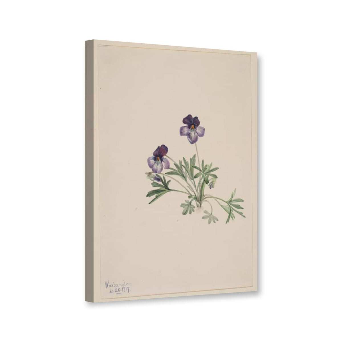 Vogelfußveilchen, 1917 (Viola pedata) von Mary Vaux Walcott als Leinwand – Perspektivansicht