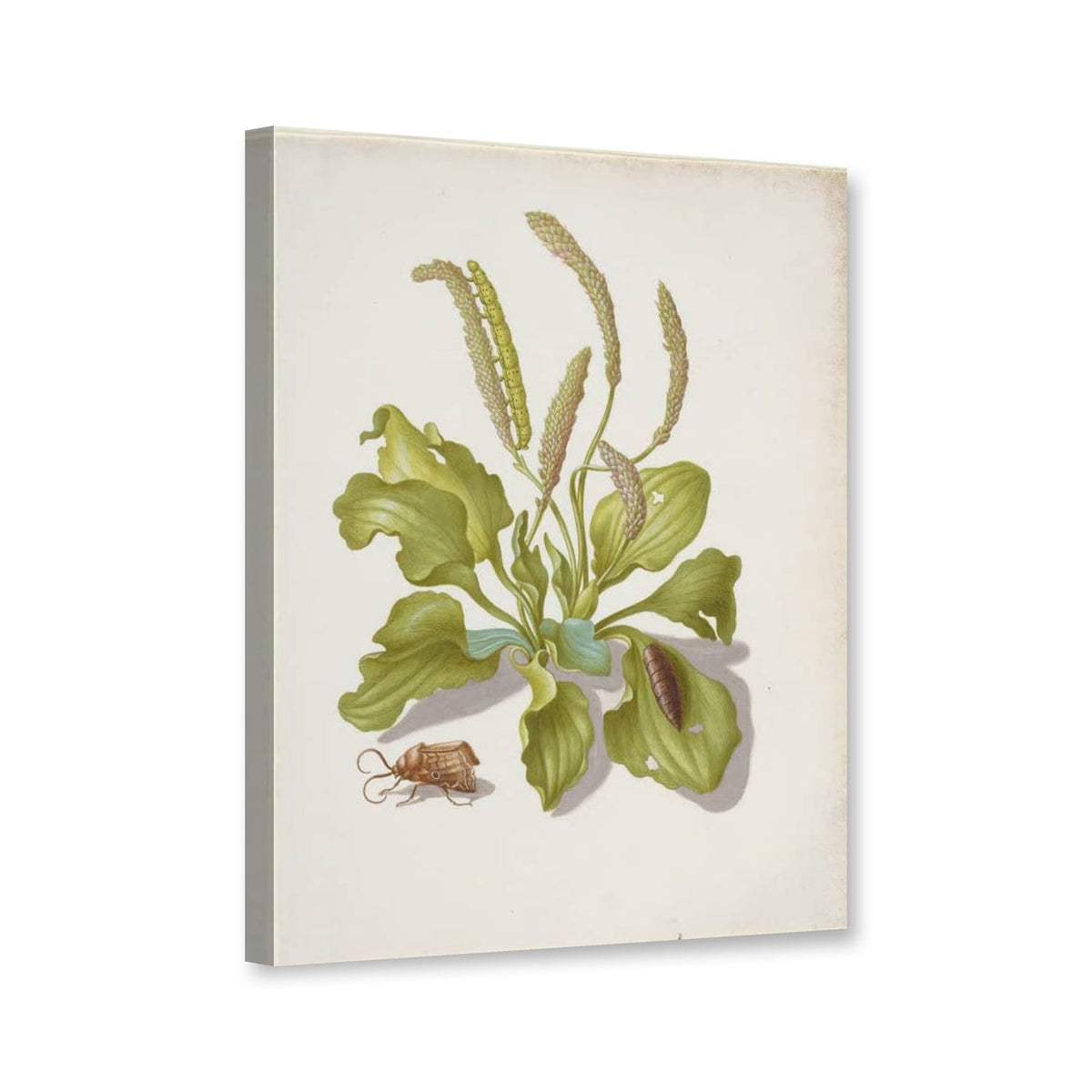 Wegerich mit Metamorphose der Gemüseeule von Maria Sibylla Merian als Leinwand – Perspektivansicht