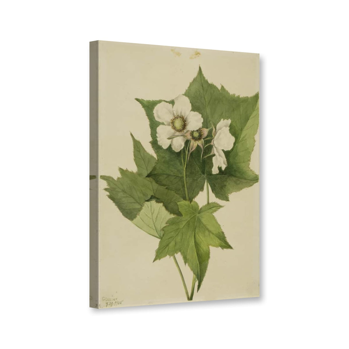 Weißblütige Himbeere (Rubus parviflorus) von Mary Vaux Walcott als Leinwand – Perspektivansicht