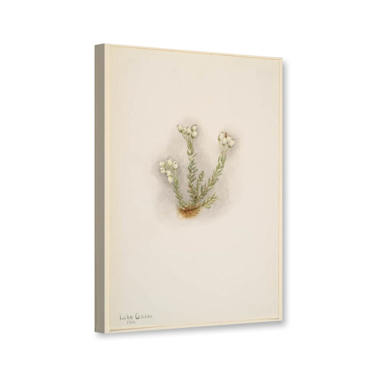 Weiße Blauheide (Phyllodoce grandiflora) von Mary Vaux Walcott als Leinwand – Perspektivansicht