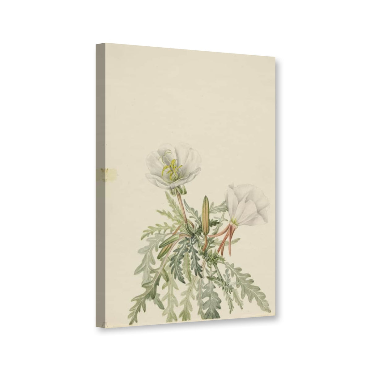 Weiße Nachtkerze (Pachyloplus marginatus) von Mary Vaux Walcott als Leinwand – Perspektivansicht