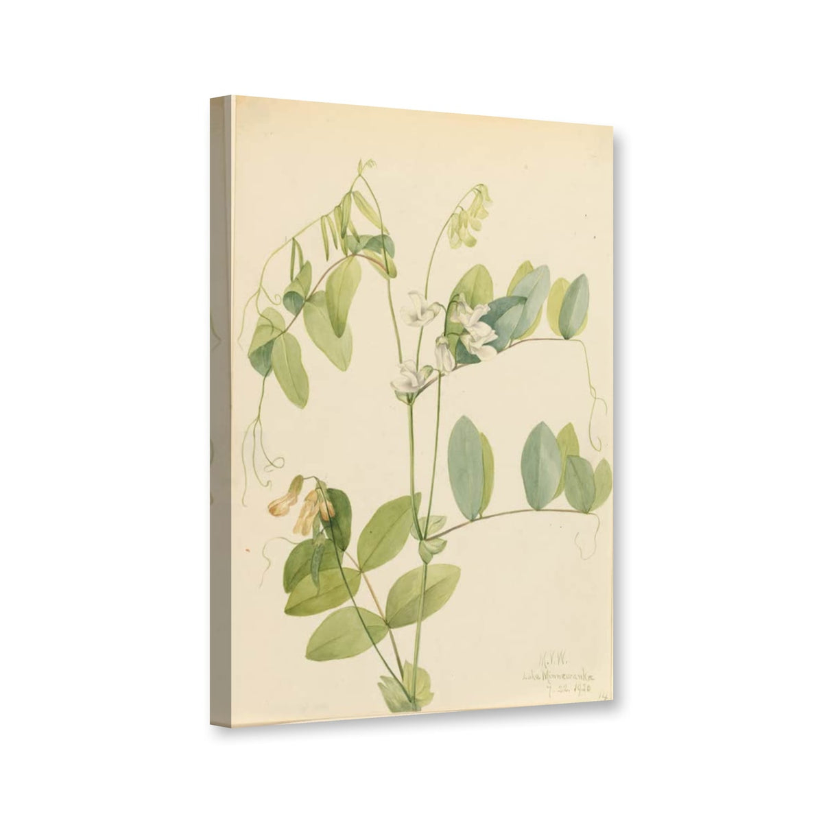 Weiße Platterbse (Lathyrus ochroleucus) von Mary Vaux Walcott als Leinwand – Perspektivansicht