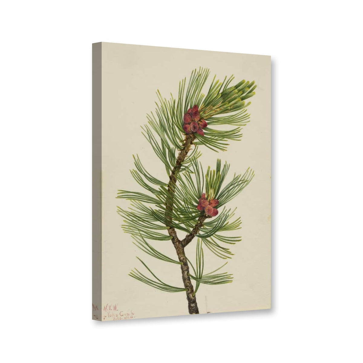 Weißstämmige Kiefer, Zweig mit roten Zapfenbüscheln (Pinus albicaulis) von Mary Vaux Walcott als Leinwand – Perspektivansicht