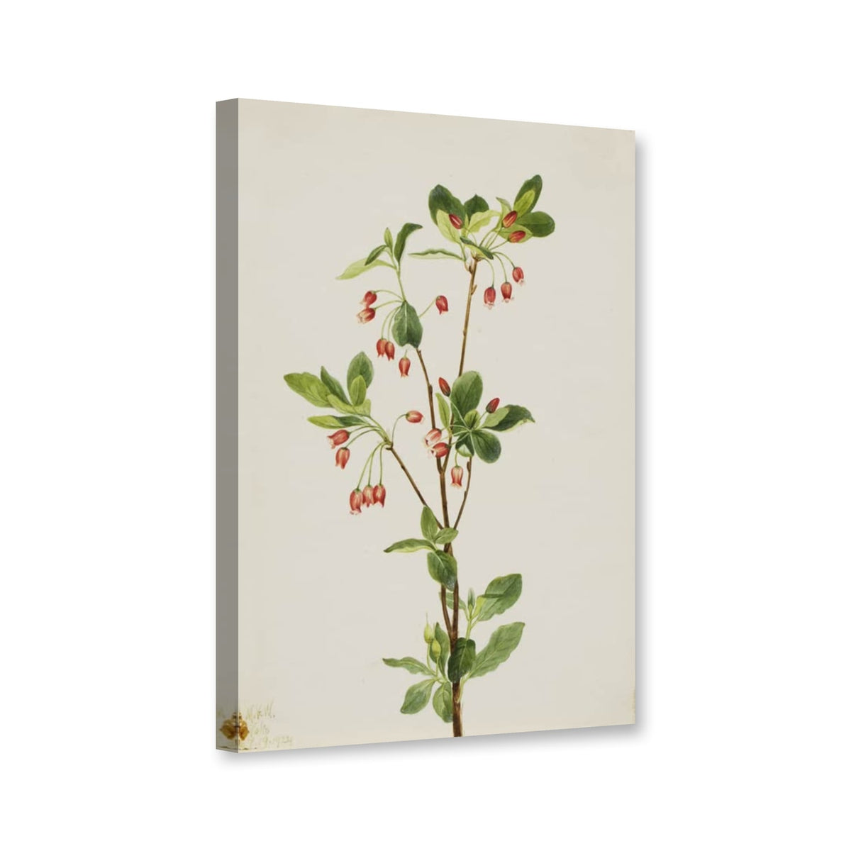 Westliche Menziesie (Menziesia glabella) von Mary Vaux Walcott als Leinwand – Perspektivansicht