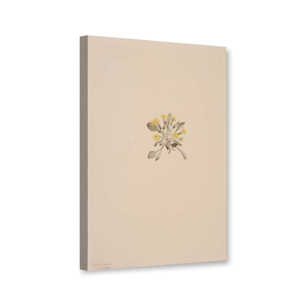 Zierlicher Pippau (Crepis elegans) von Mary Vaux Walcott als Leinwand – Perspektivansicht