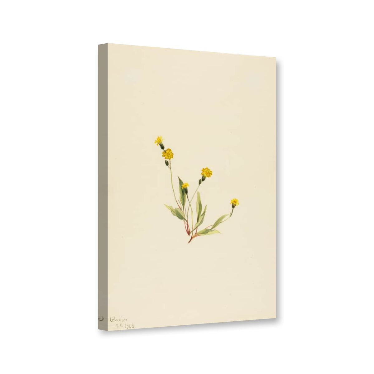 Zierliches Habichtskraut (Hieracium gracile) von Mary Vaux Walcott als Leinwand – Perspektivansicht