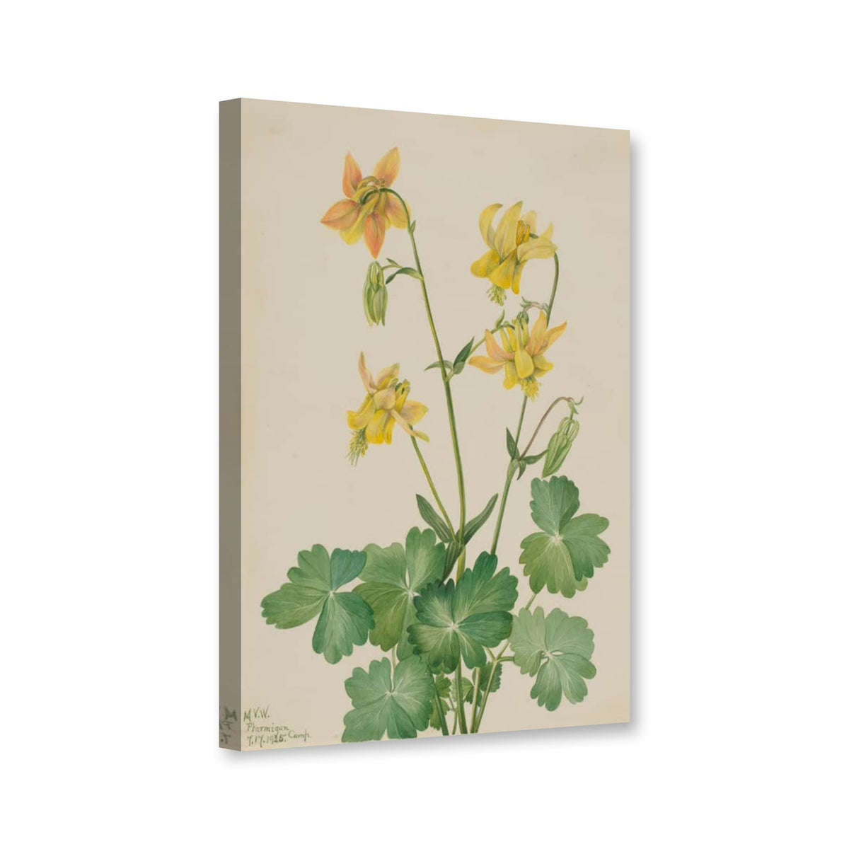 Zitronengelbe Akelei (Aquilegia flavescens) von Mary Vaux Walcott als Leinwand – Perspektivansicht