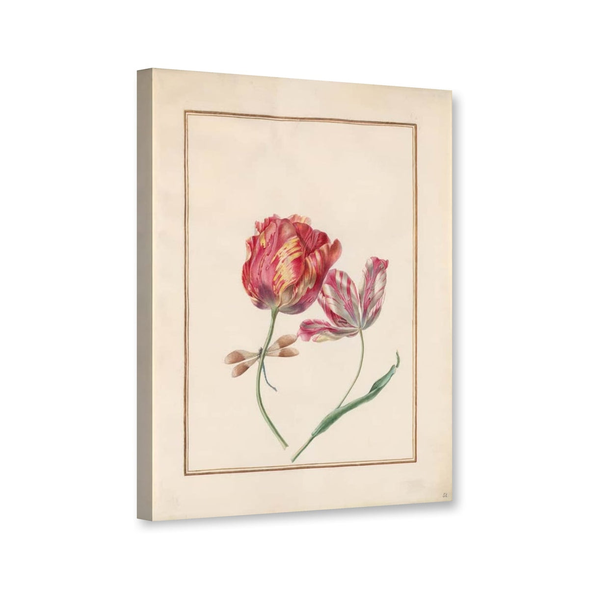 Zwei geflammte Tulpen mit Libelle (Tulipa) von Madeleine Françoise Basseporte als Leinwand – Perspektivansicht